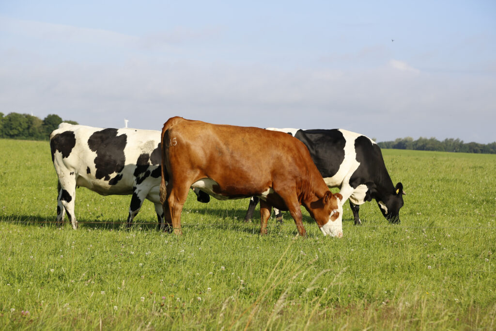 Vacas leiteiras se alimentando de pastagem