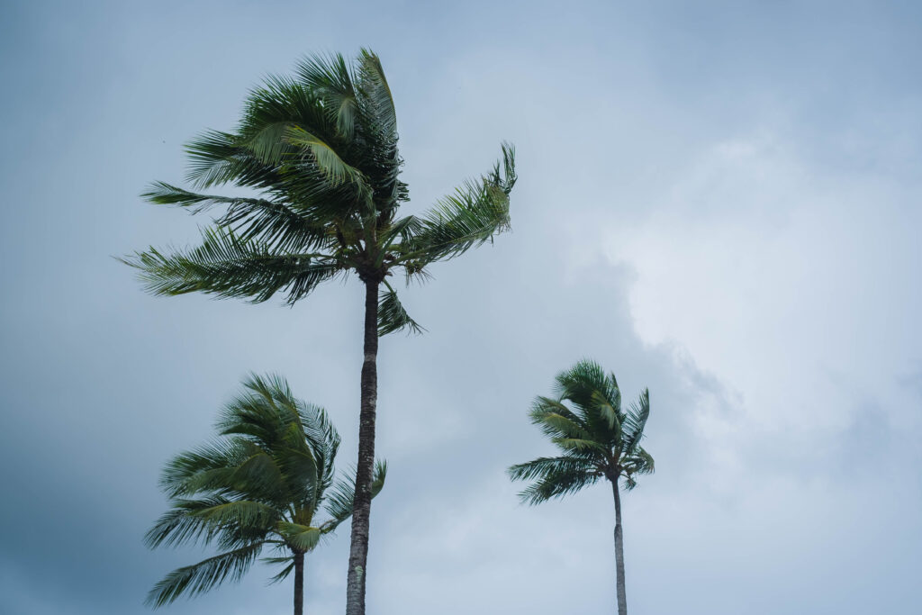 Coqueiros ao vento com tempo chuvoso e clima cinzento