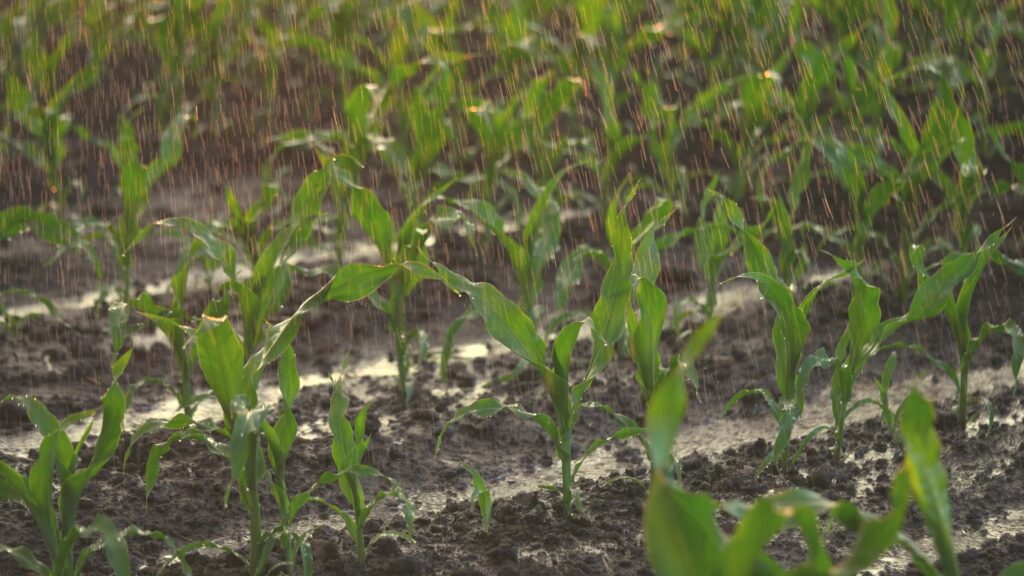 Umidade e precipitação desempenham papeis fundamentais no fornecimento de água necessária para a fotossíntese e outros processos vegetais