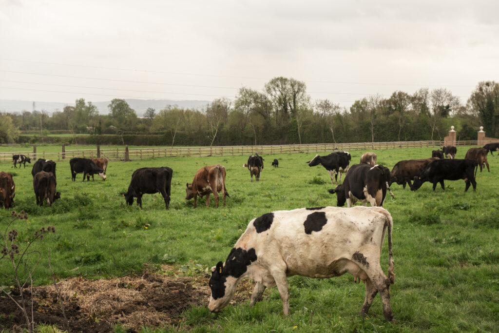 As condições climáticas para 2025 no Sul do Brasil favorecem as pastagens de inverno e campo nativo